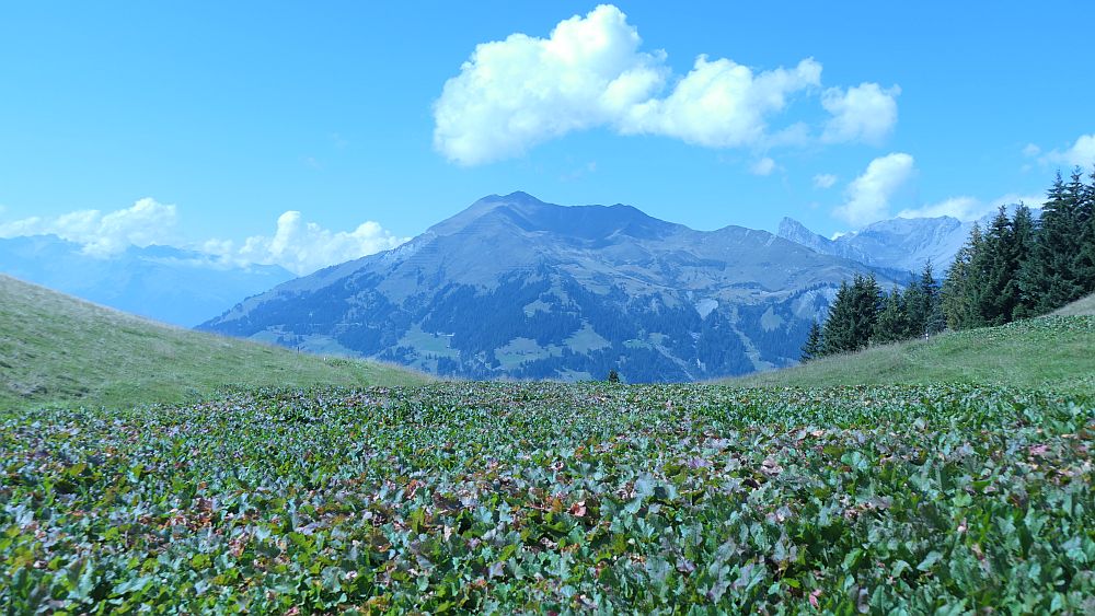 Fanas Rundwanderweg