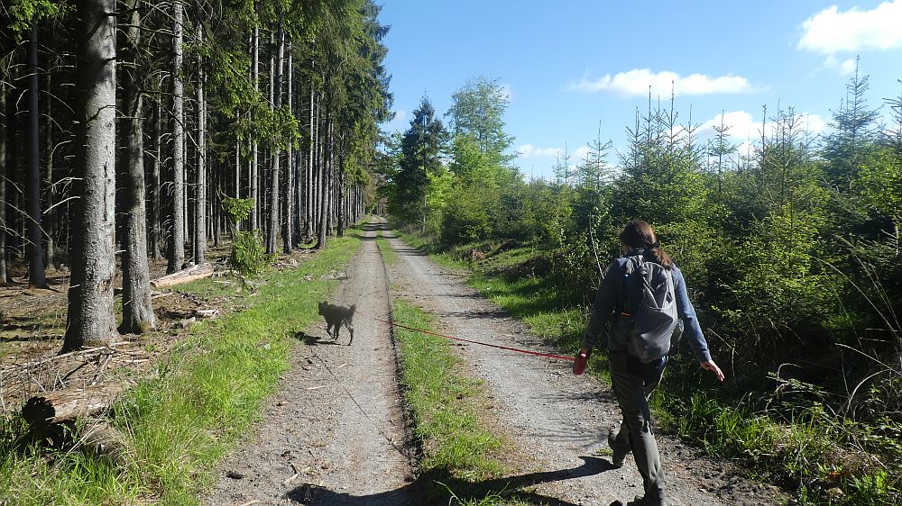 Sauerland Waldroute