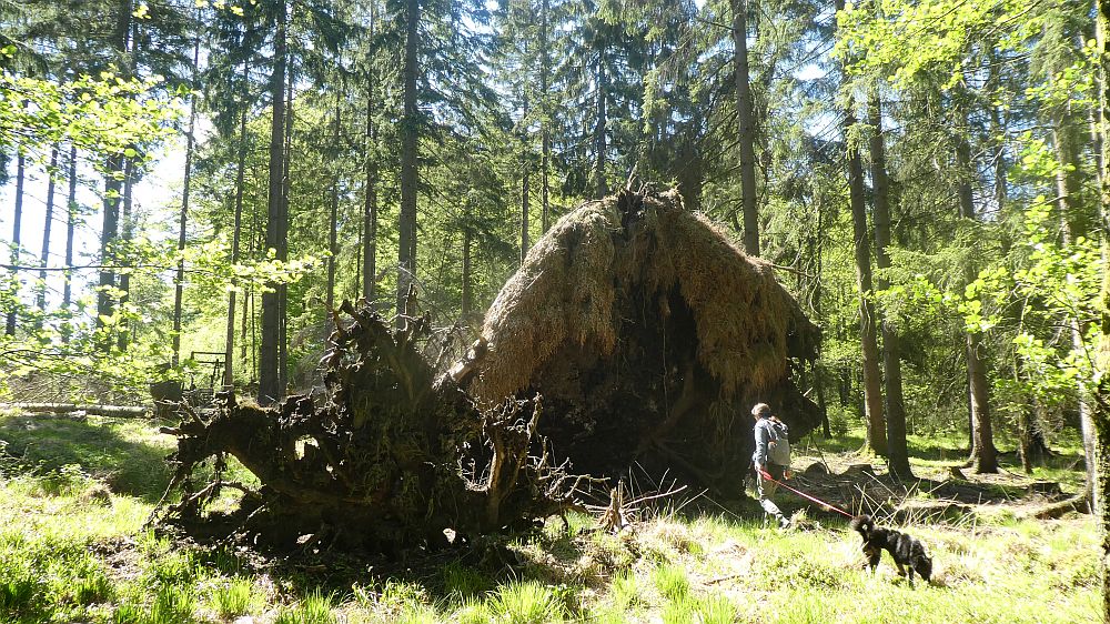 Sauerland Waldroute